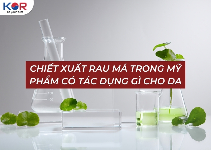 Chiết xuất rau má trong mỹ phẩm là gì? Công dụng, lưu ý khi sử dụng!